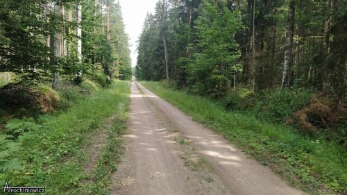 Puszcza Białowieska
