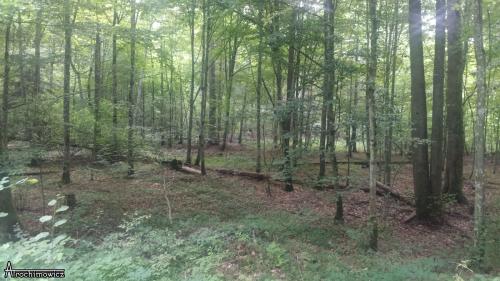 Puszcza Białowieska