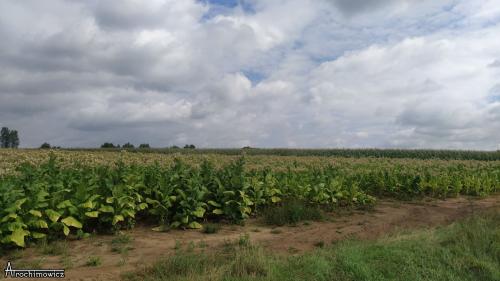 Biebrza - północny basen