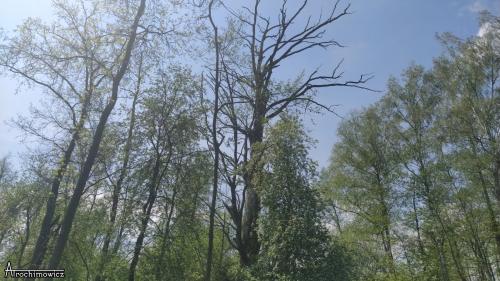 rezerwat grabowka 7