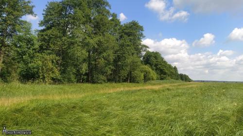 Rezerwat Wielki Dział